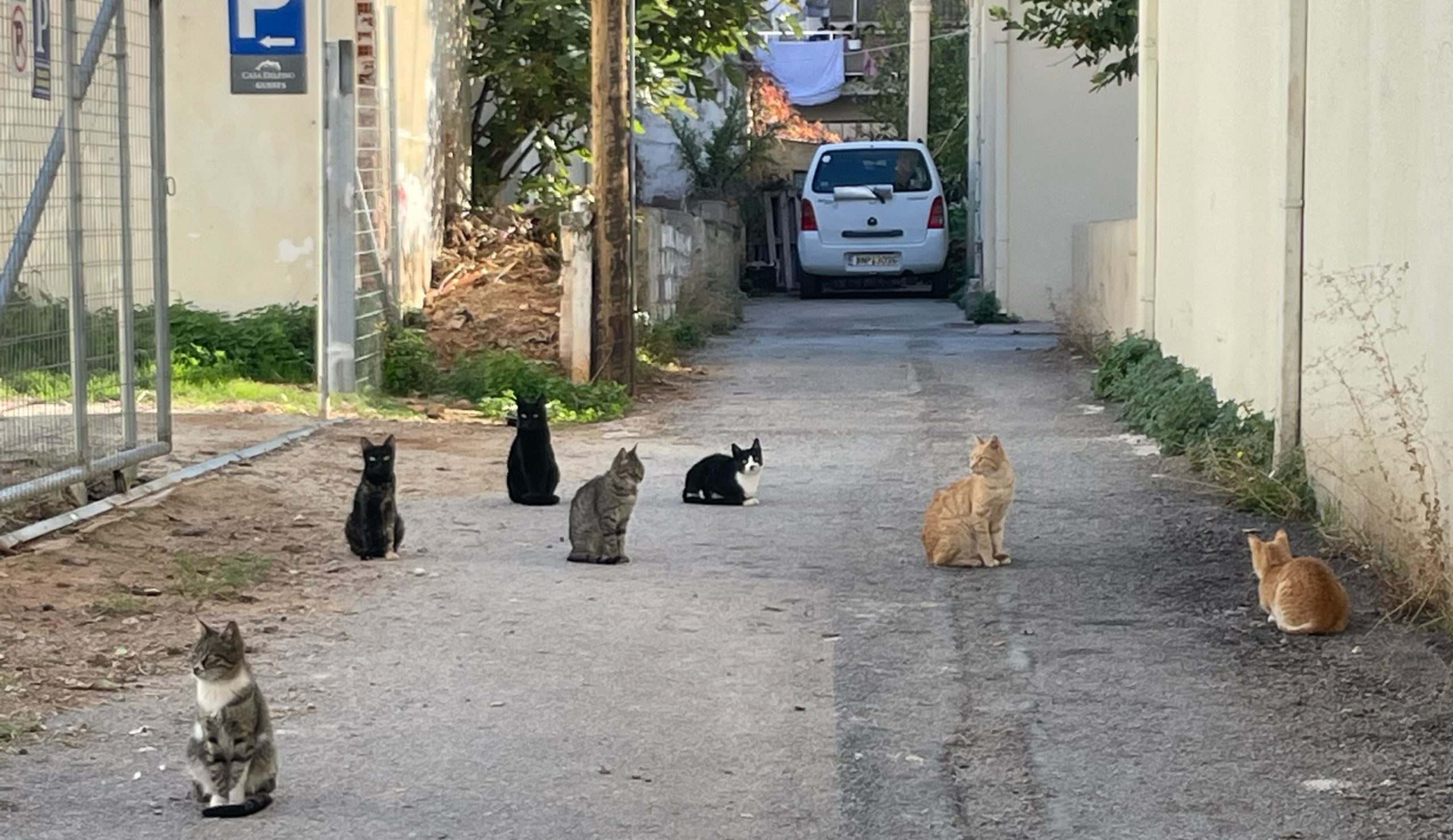 Ruelle pleine de chats en Crête chez Ashtanga yoga Crete